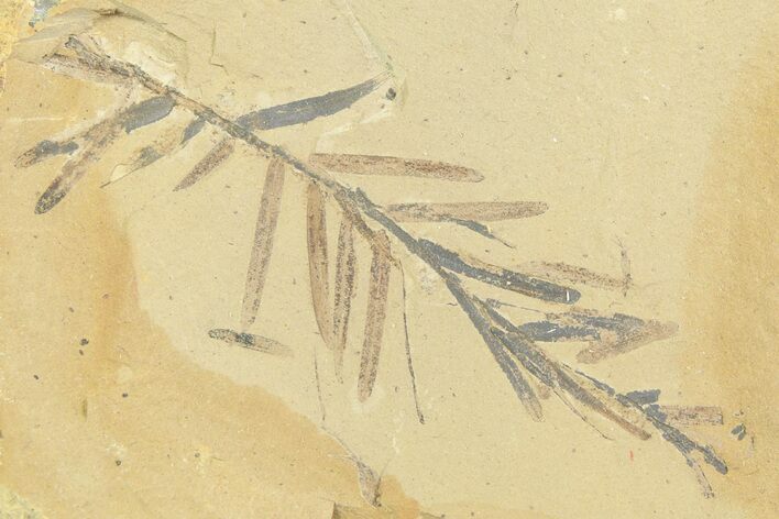 Shale With Dawn Redwood (Metasequoia) Fossils - Montana #356481